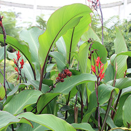 Canna edulis